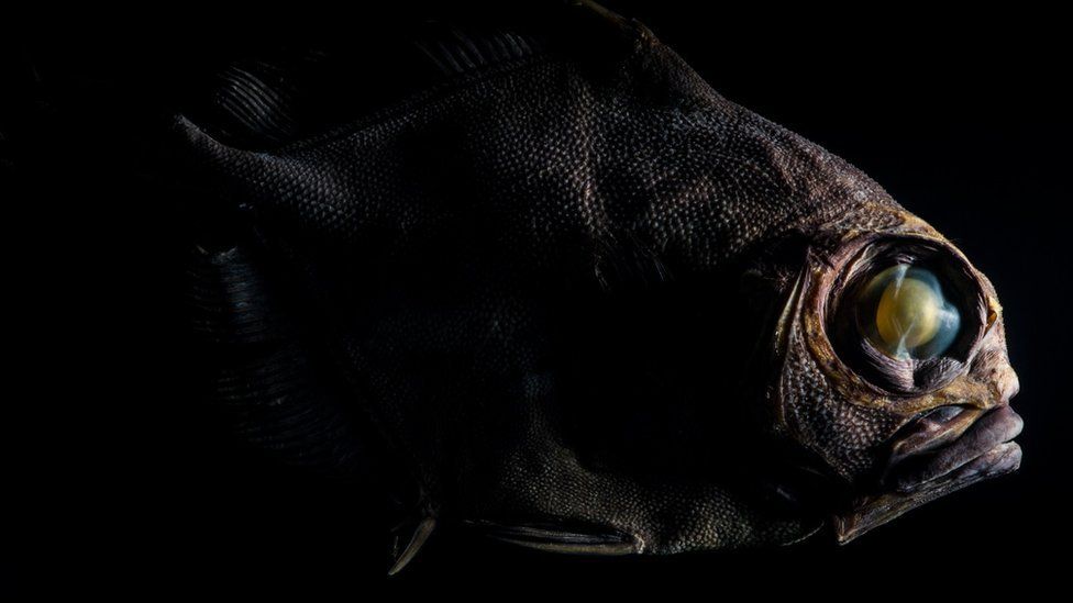 A specimen of a smooth oreo fish
