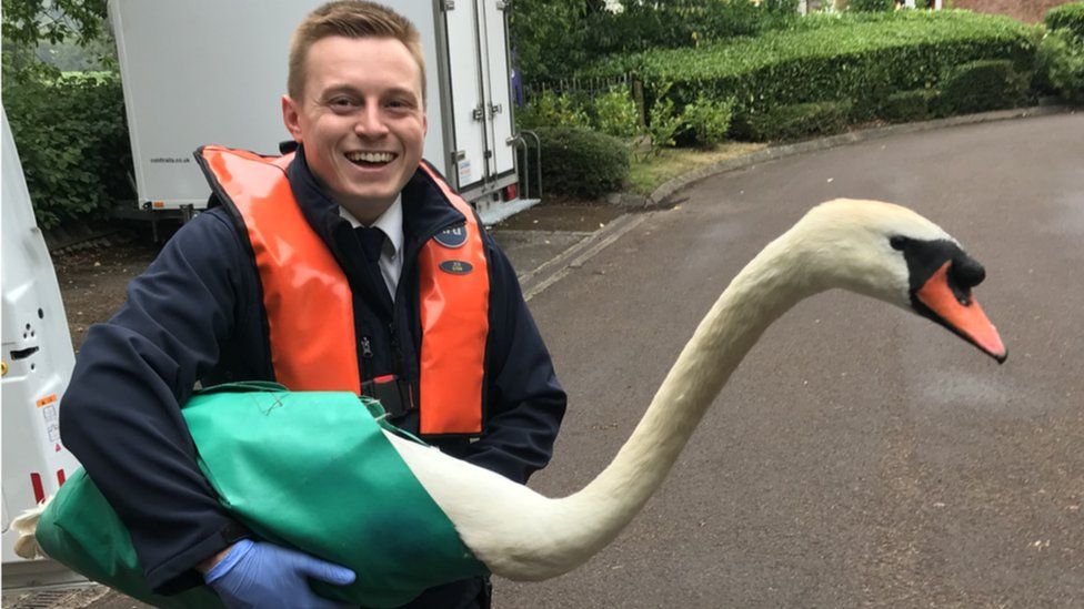 Swan with handler