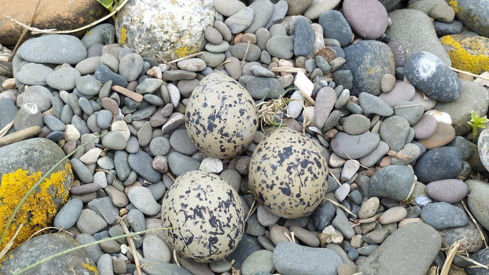 Seabird eggs amid pebbles