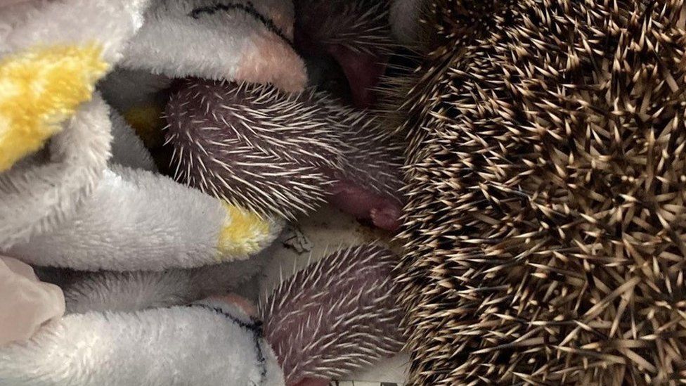Mother hedgehog with babies