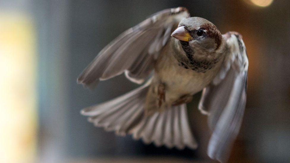 A sparrow in mid flight