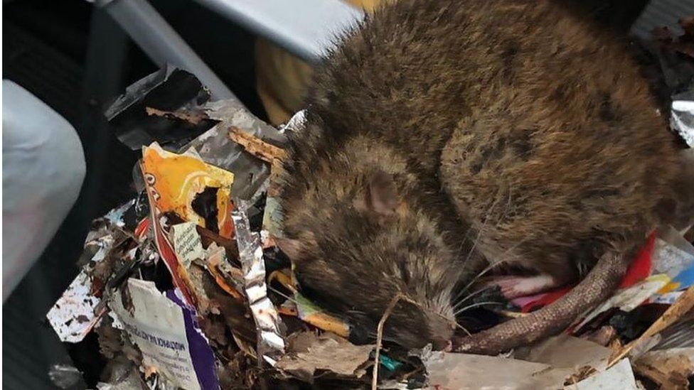 rat in rubbish
