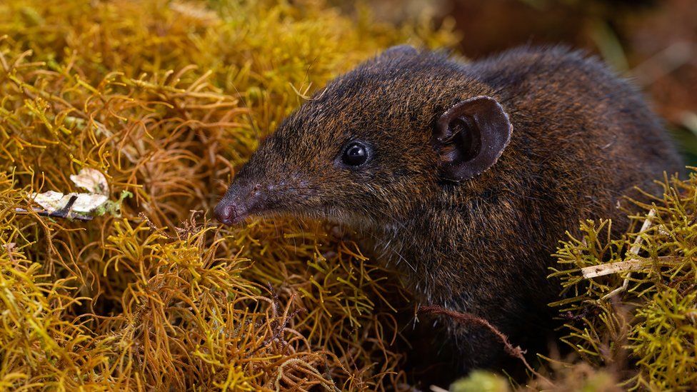 Soft-furred hedgehog: Five new species discovered - BBC Newsround