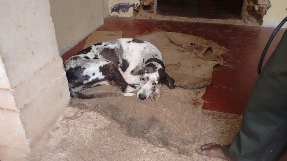 A dog lies on the floor of the house compound