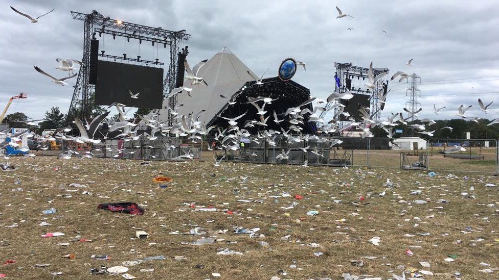Gulls scavenge on the field next to the Pyramid stage