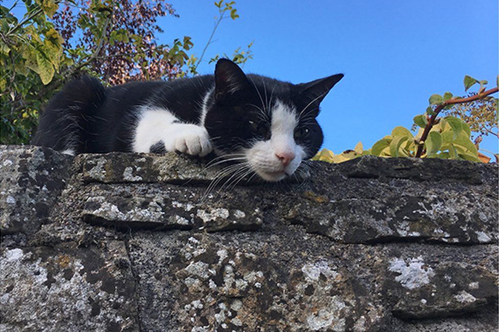 A cat crouches on a wall