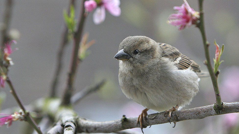 House sparrow