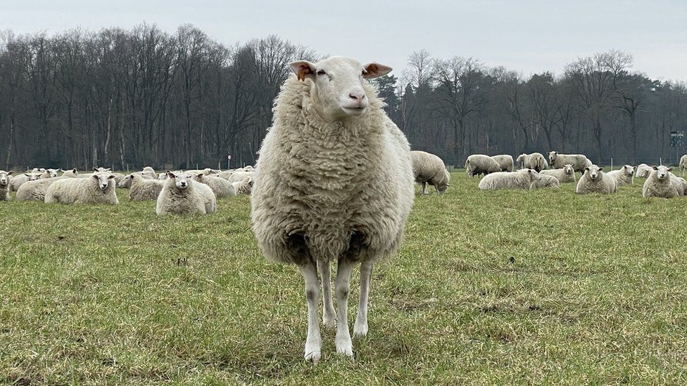 Бельгийская овца