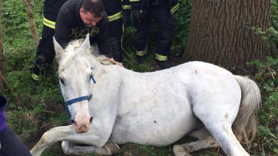 Mischief the horse who was rescued from a ditch