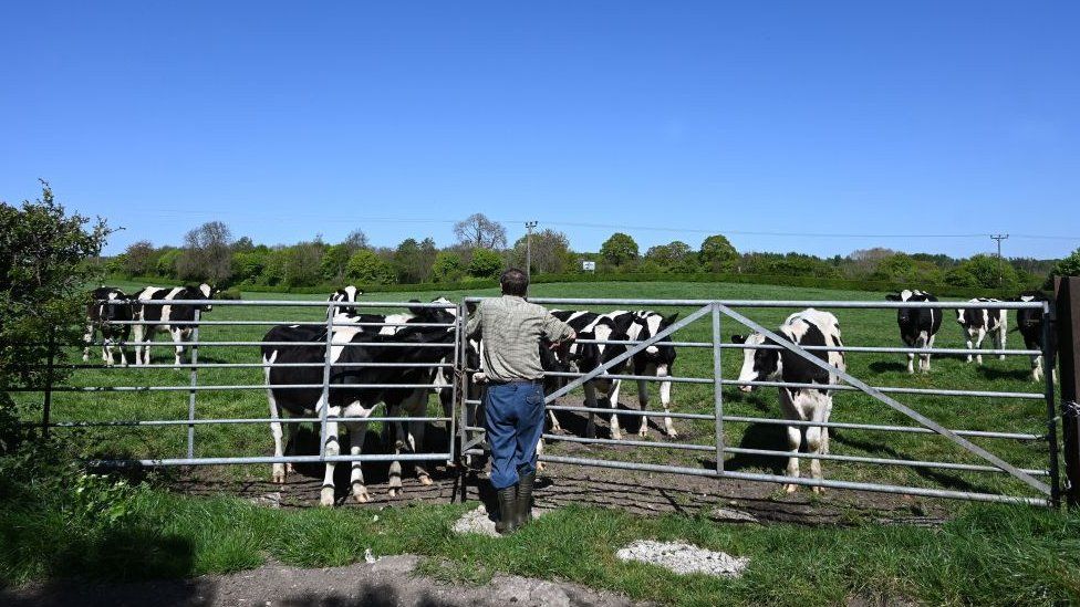 A dairy farmer with some of his cows