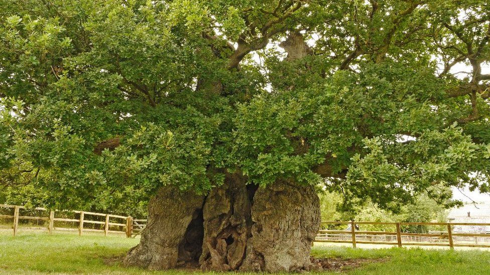 How big is a 1000 year old oak tree?