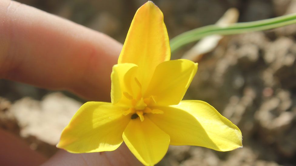 Tulipa toktogulica
