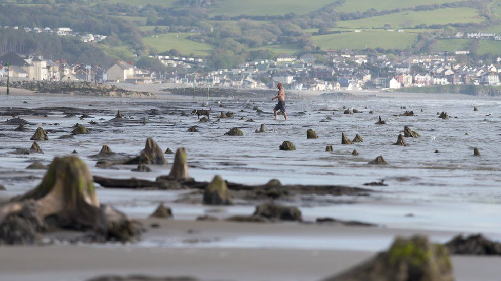 Exposed tree stumps of Borth's underwater forest