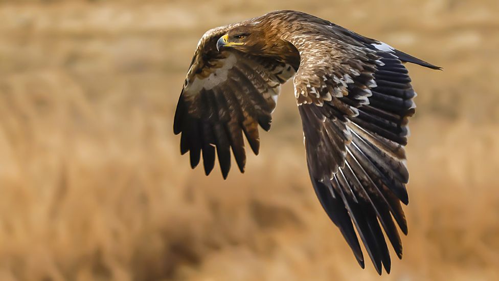 Steppe eagle, file pic