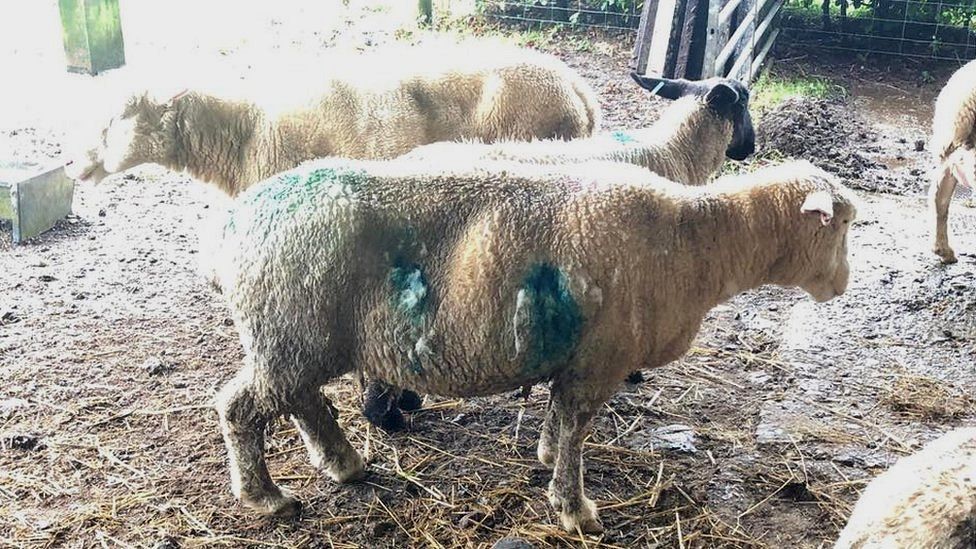 Attacked sheep. Pic: Totnes Police/Facebook