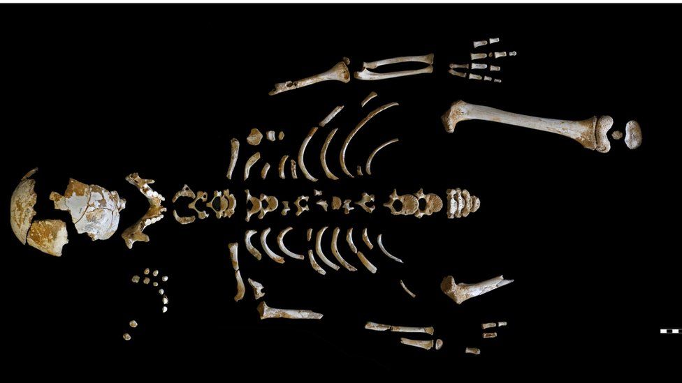 Skeleton of the Neanderthal boy recovered from the El Sidrón cave (Asturias, Spain).