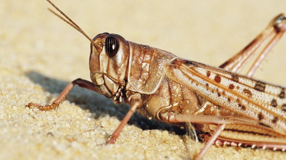 Desert locust