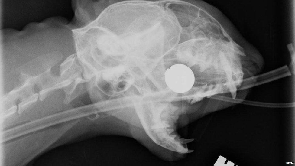 X-Ray of a cat with a ball-bearing in its head