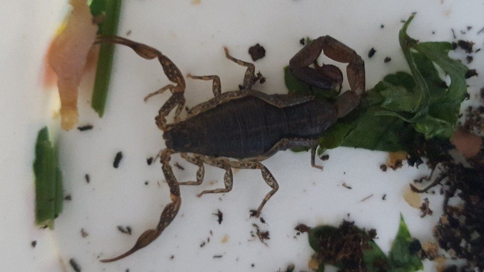 Scorpion on London to Edinburgh train gives birth after rescue