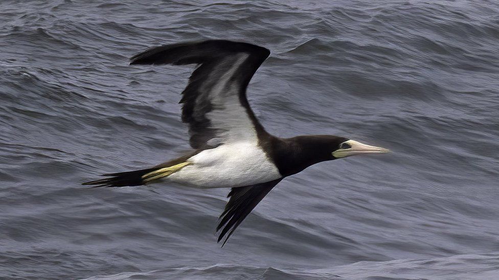 the brown booby in flight, a large seabird with a white chest and dark wings and head