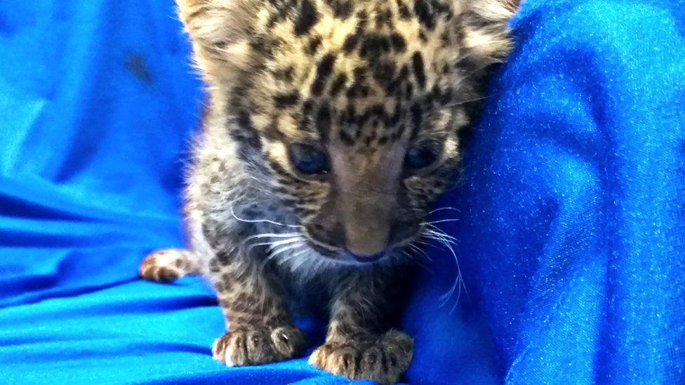 A leopard cub seized from the luggage of a passenger travelling from Bangkok to Chennai International airport, 2 February 2019