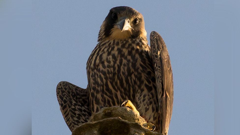 Peregrine chick 2020, Norwich Cathedral