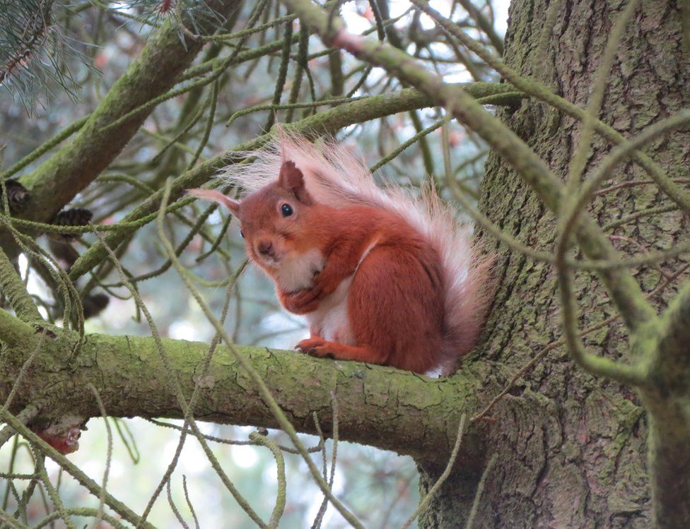 A Red Squirrel on a branch