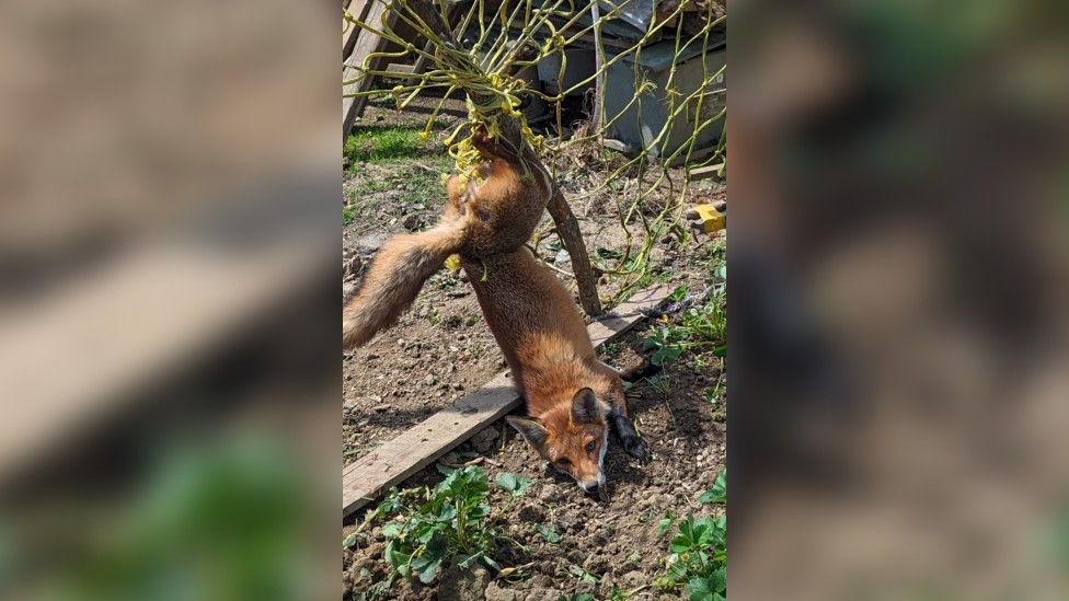 A picture shows a fox tangles up by its back legs in netting. 
