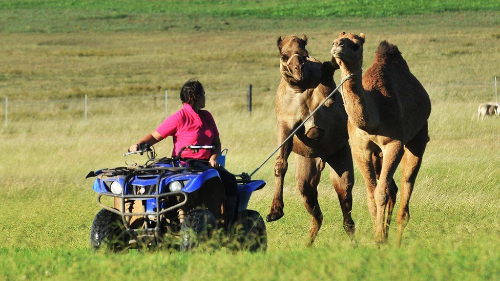 Camels being herded on an Australian farm