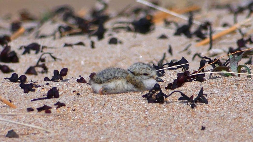 Stormy Northumberland weather puts shorebirds at risk on coast - BBC News