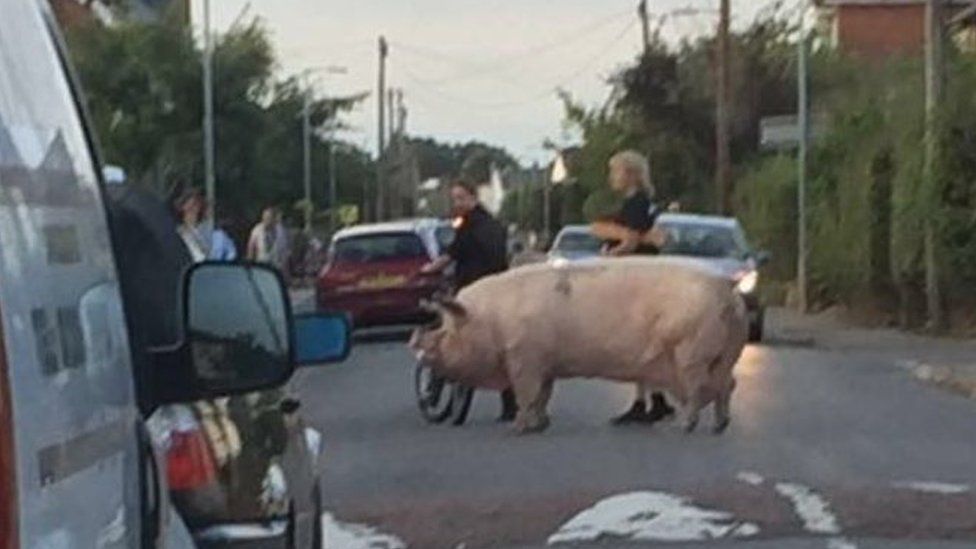 Pig in Ipswich