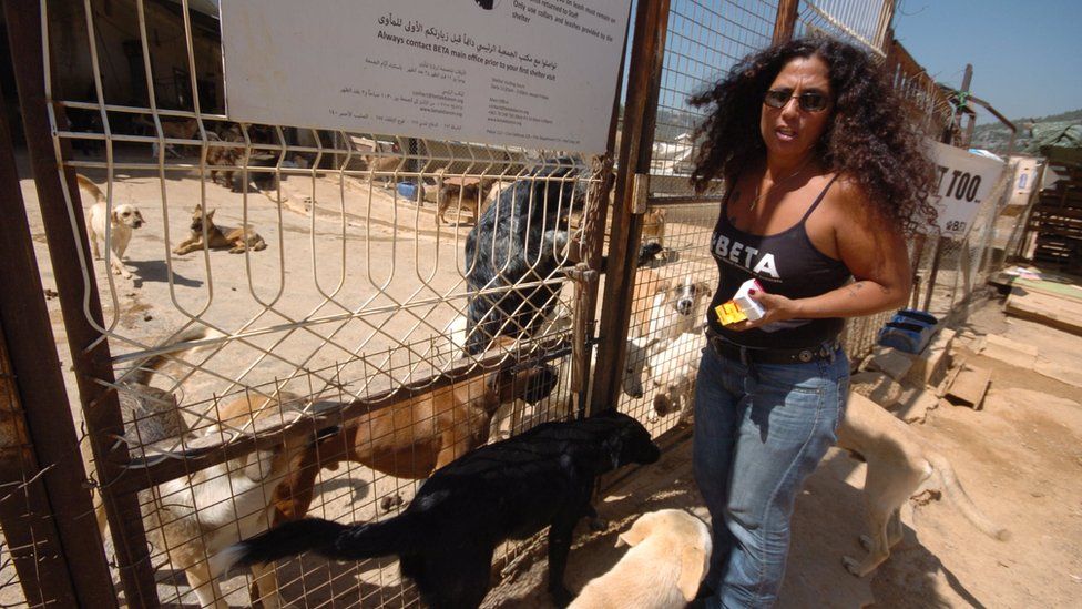 Lebanon's largest animal shelter under threat amid cash crisis - BBC News