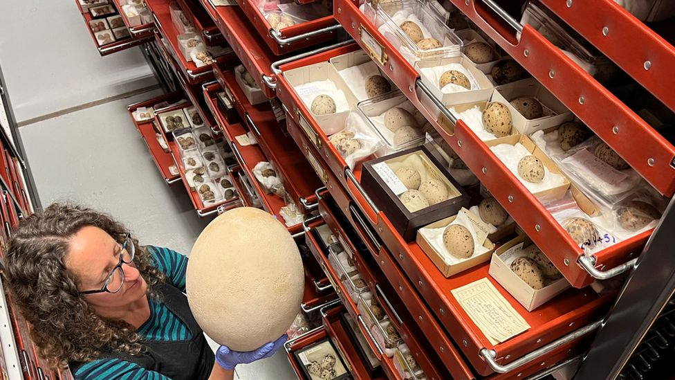 Leeds: Visitors to get glimpse of one of world's biggest eggs