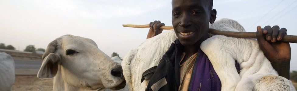 A Fulani herdsman carrying a calf on his shoulder in Kano, northern Nigeria.