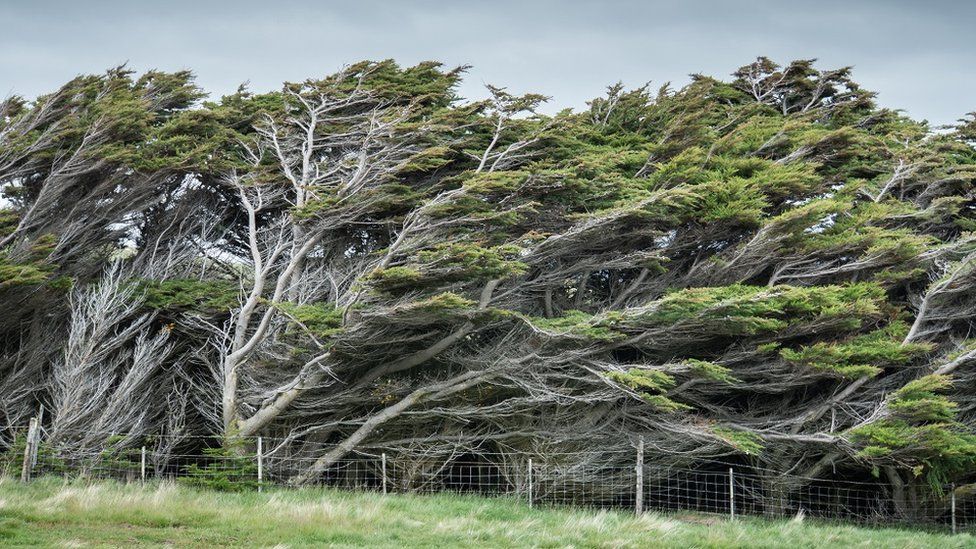 Trees in wind