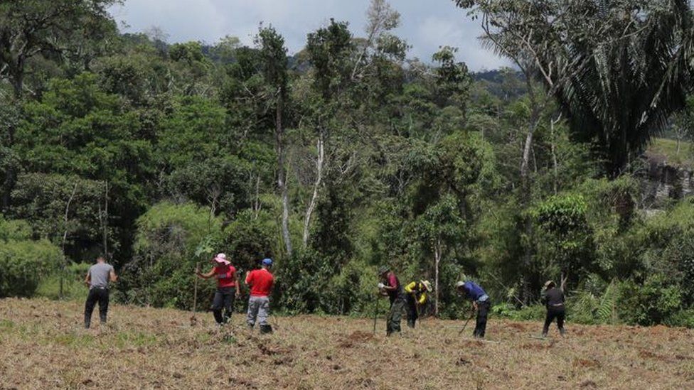 Former rebels work the land