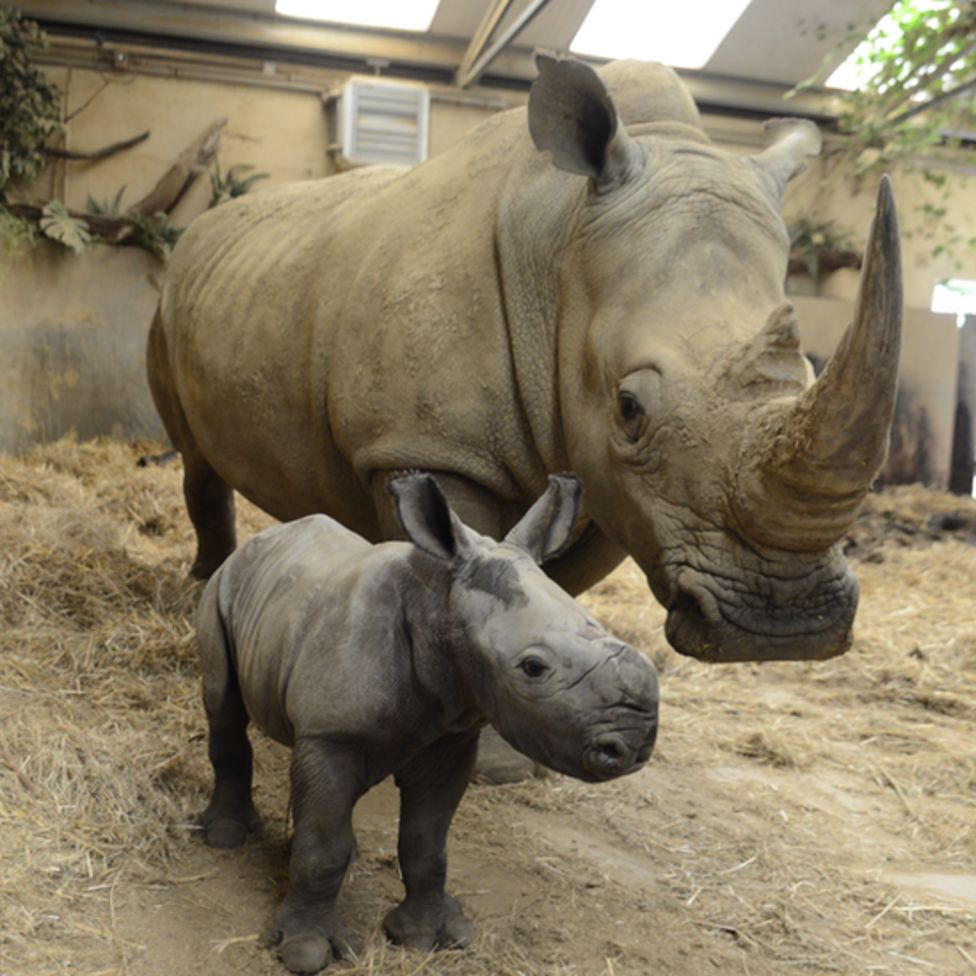 Cotswold Wildlife Park welcomes two baby white rhinos - BBC News