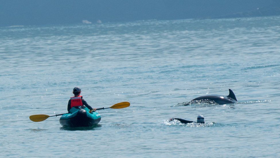 Photograph taken of the incident: A man on a kayak and a woman swimming with dolphins