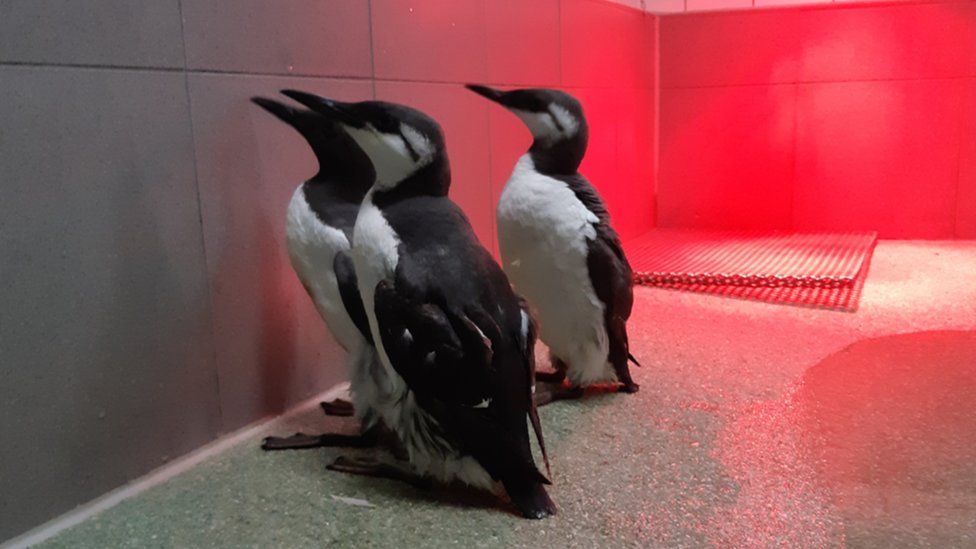 Three guillemots being treated at the Fûgelhelling centre in Uretep