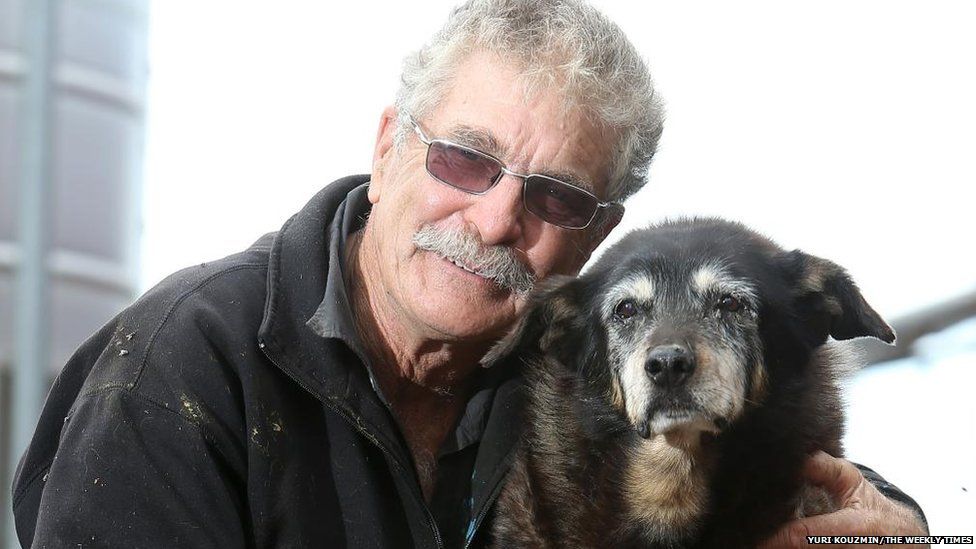 World's 'oldest dog' dies at 30 in Australia after going to sleep in her  basket - BBC News