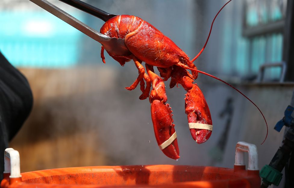 Lobsters and crabs should not be boiled alive, say campaigners BBC News
