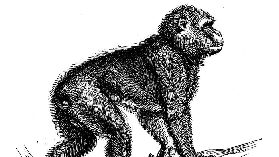 Antique animal illustration: Barbary macaque