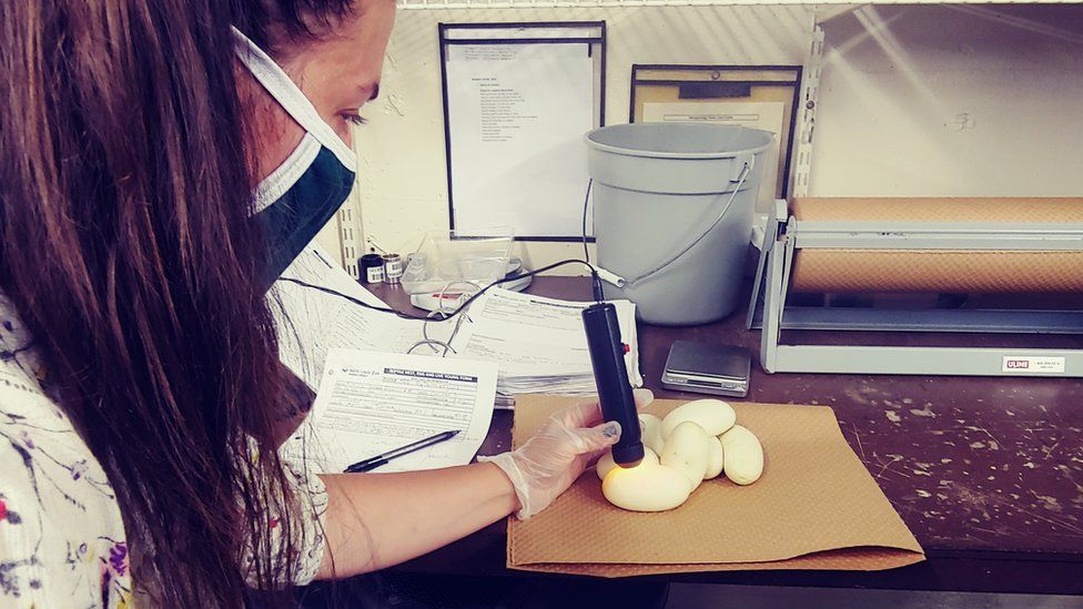 An employee at Saint Louis Zoo examines the eggs