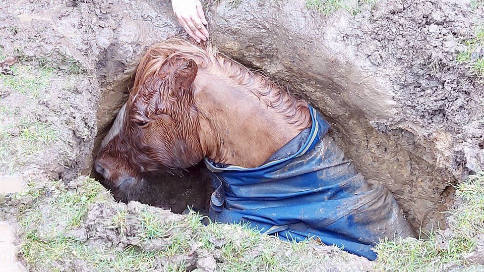 Horse trapped in underground hole