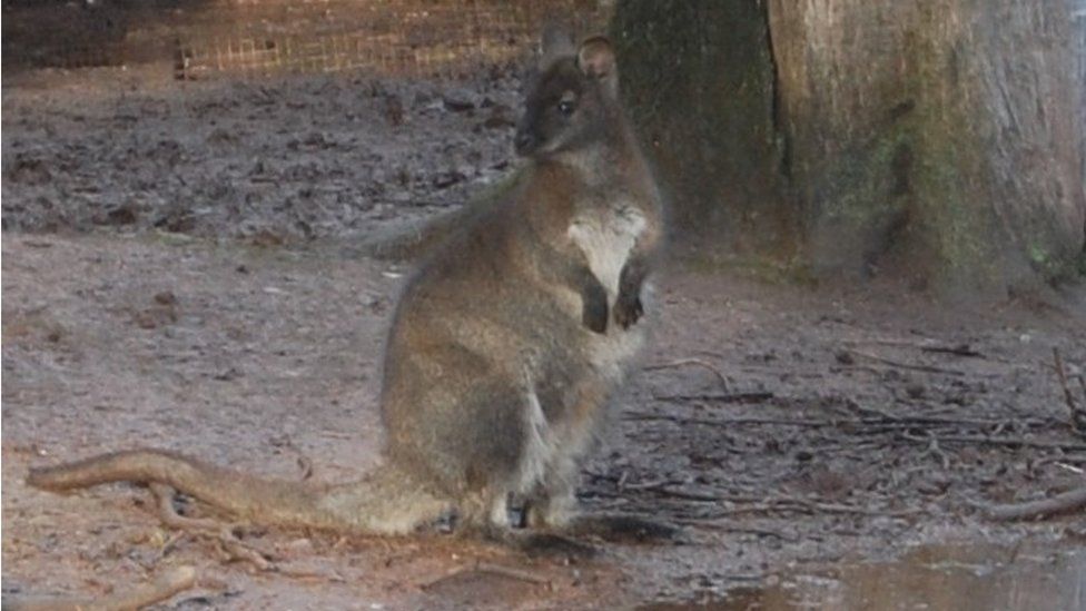 Captured wallaby