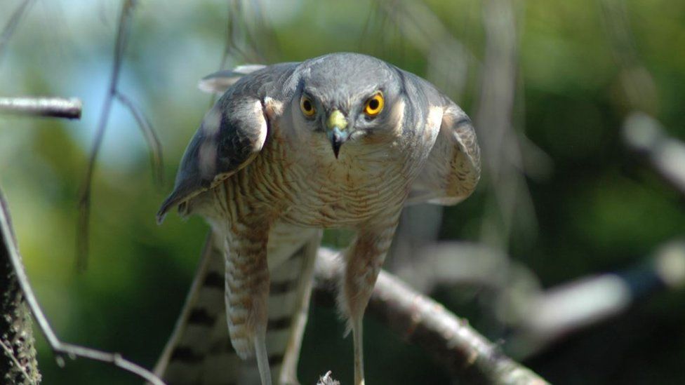 Sparrowhawk