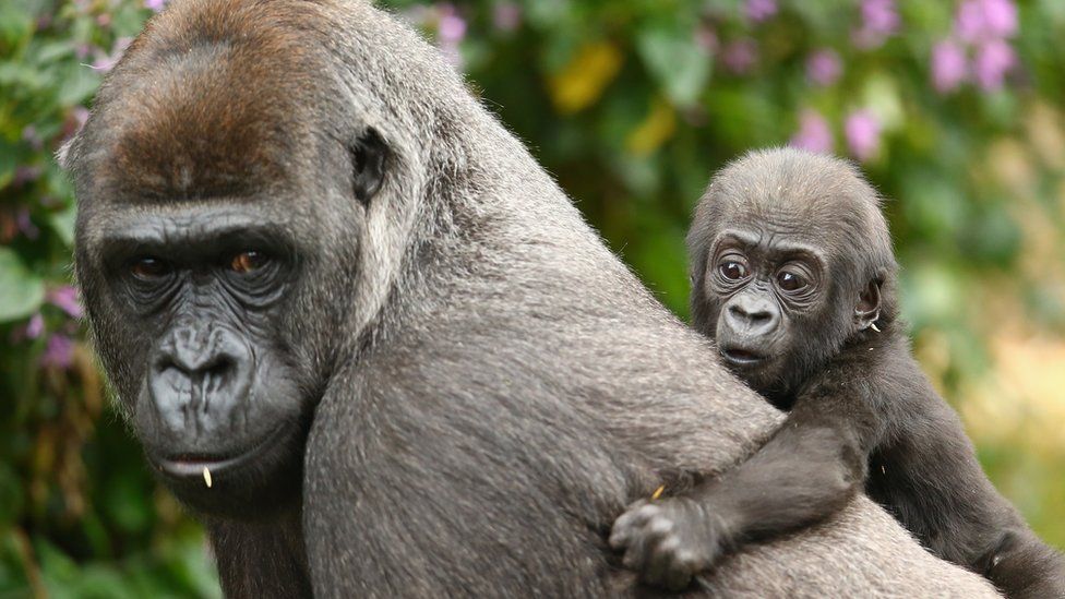 Baby gorilla on back of mother