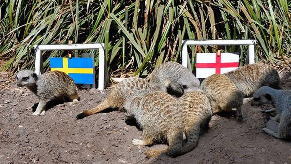 Meerkats at Drayton Manor Park predict an England win