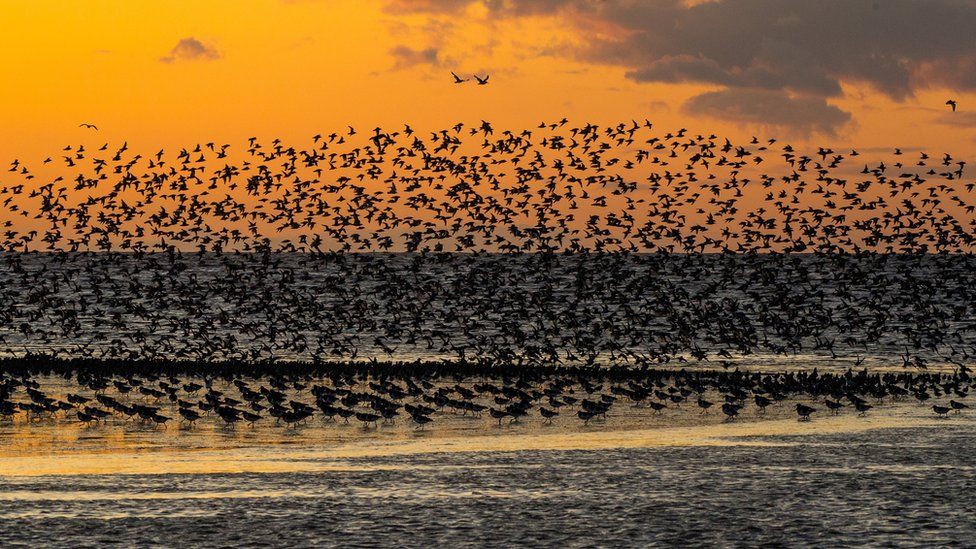 Wader flock at sunset