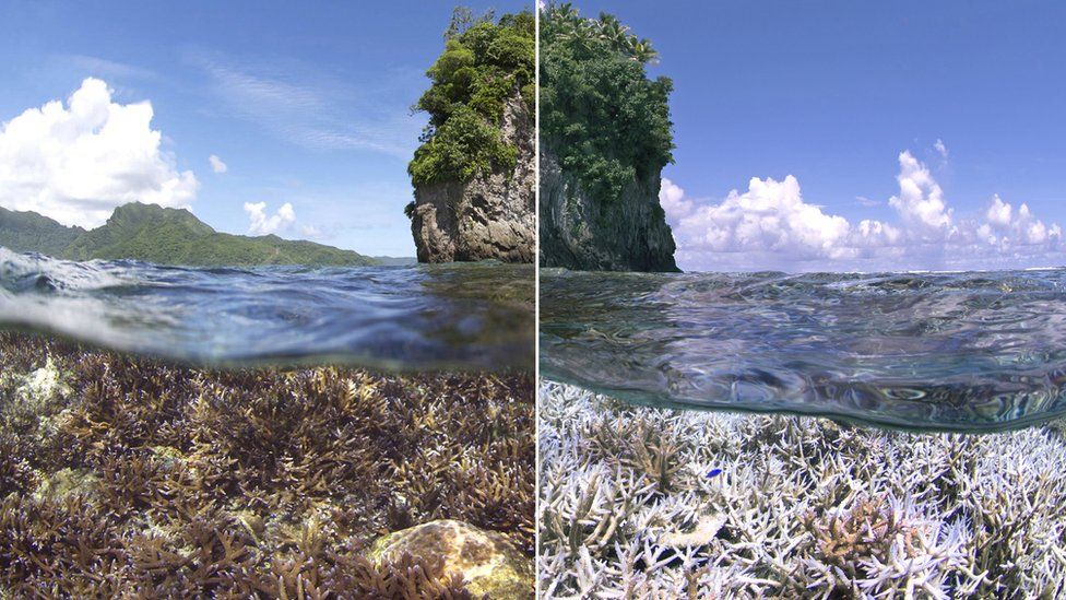 A before and after image of the bleaching in American Samoa